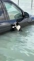 شرطي في دبي ينقذ قطة من الغرق
