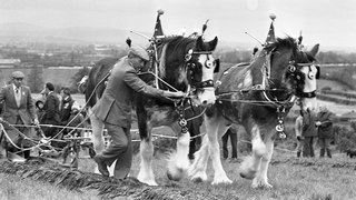 Bygone Days - Photos From the Farming Life archives from November 1980