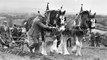 Bygone Days - Photos From the Farming Life archives from November 1980