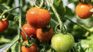 What Not to Plant with Tomatoes: 10 Companions to Avoid