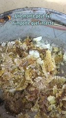 Les mantes peuvent 1v1 tout !