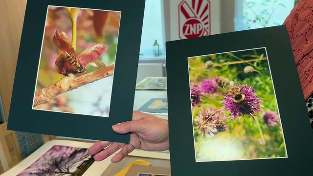 Gazeta Lubuska. Zielona Góra. Natura Moich Okolic - finał konkursu plastycznego ZNP Okręgu Zielona Góra.