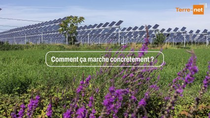 Matthieu Poupard, directeur de Terravene : « Financer son installation agricole avec l’agrivoltaïsme »