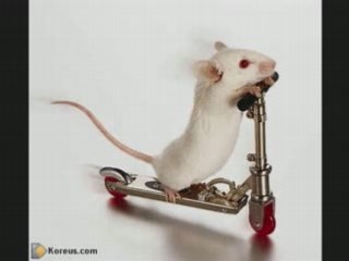 Mouse Story Rock-Techno souris !!