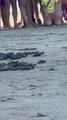 Baby Turtles Rush Towards Sea in Brazil
