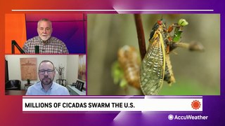 Insight on insects, including the impending cicada emergence