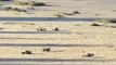 Family Cheers As Baby Turtles Make Their Way to Sea