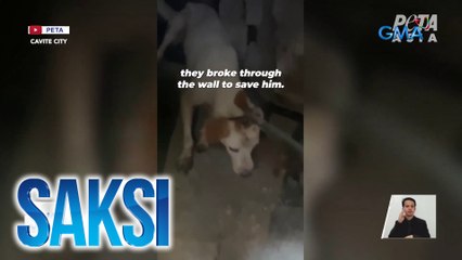 Asong halos isang buwang trapped sa pagitan ng mga pader ng bahay, nasagip | Saksi