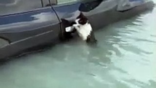 Gato resgatado em cheias no Dubai após agarrar-se a porta de carro