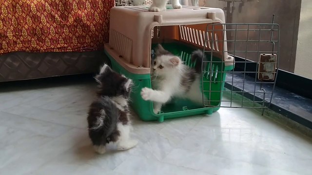 Rescue Stray Kitten Beating His Adopted Siblings And To Spiderman Toy