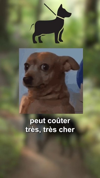 Promener son chien sans laisse en forêt : c'est fini !