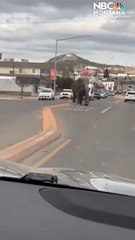 un éléphant se balade en pleine rue dans le Montana après s'être enfui d'un cirque.