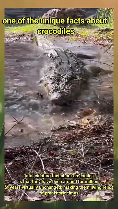 one of the unique facts about crocodiles - Video Dailymotion