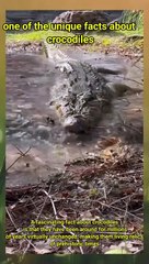 one of the unique facts about crocodiles