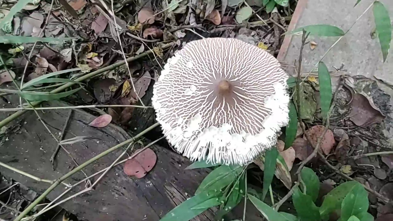 NOS FUNDOS DA CASA ABANDONADA HAVIA UMA PLANTA SINISTRA