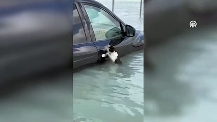 Dubai'de selde mahsur kalan kedi kurtarıldı
