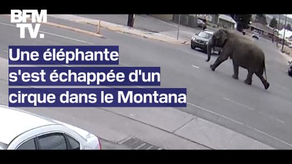 Une éléphante s'est échappée d'un cirque dans le Montana
