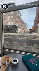 Alpacas Spotted Taking a Stroll Along Street in Dublin