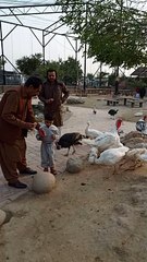 Close to nature #viral #trending #foryou #reels #beautiful #love #funny #delicious #fun #love #yummy