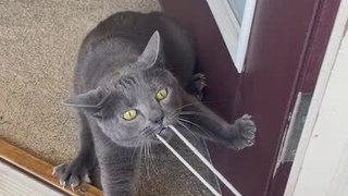 Cat and Owner Play Tug of War with Drawstrings