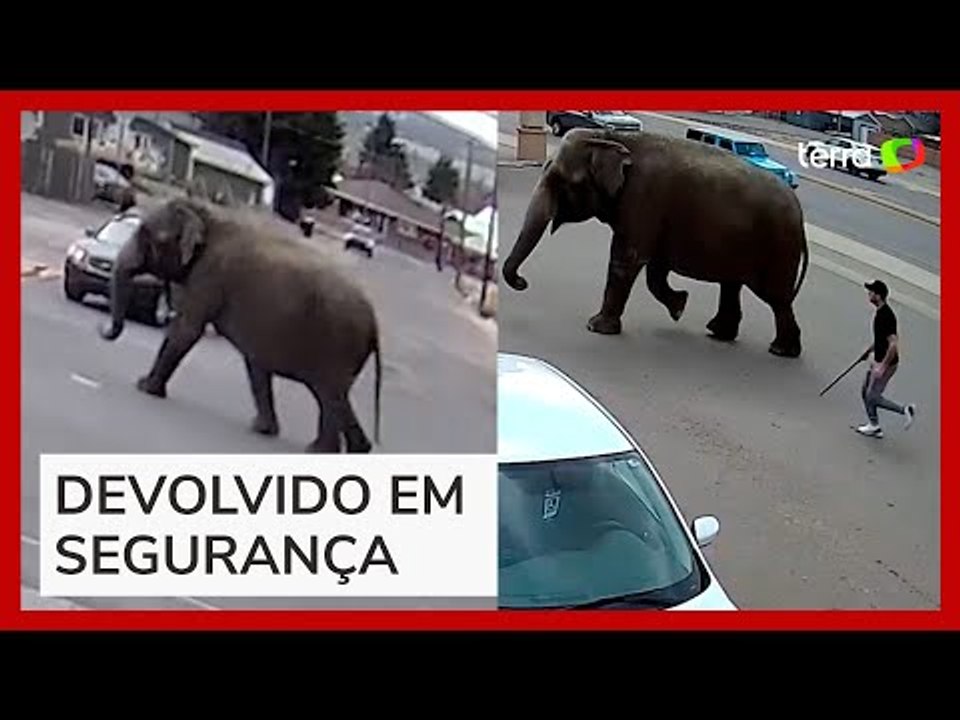 Elefante escapa de circo e 'passeia' por ruas em cidade nos EUA