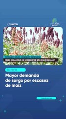Mayor demanda de sorgo por escasez de maíz
