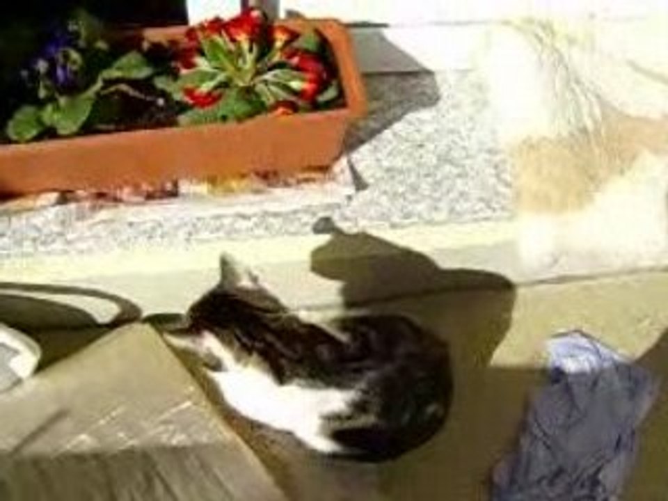 Pic_0001 mietzekatze