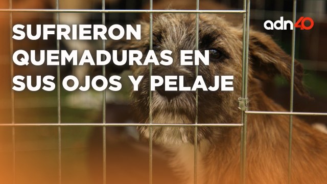 Perritos sufrieron quemaduras pero fueron rescatados por la Brigada de Vigilancia Animal