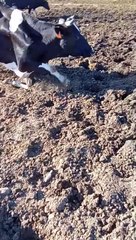 Sapi perah di saat musim panas di benua Eropa