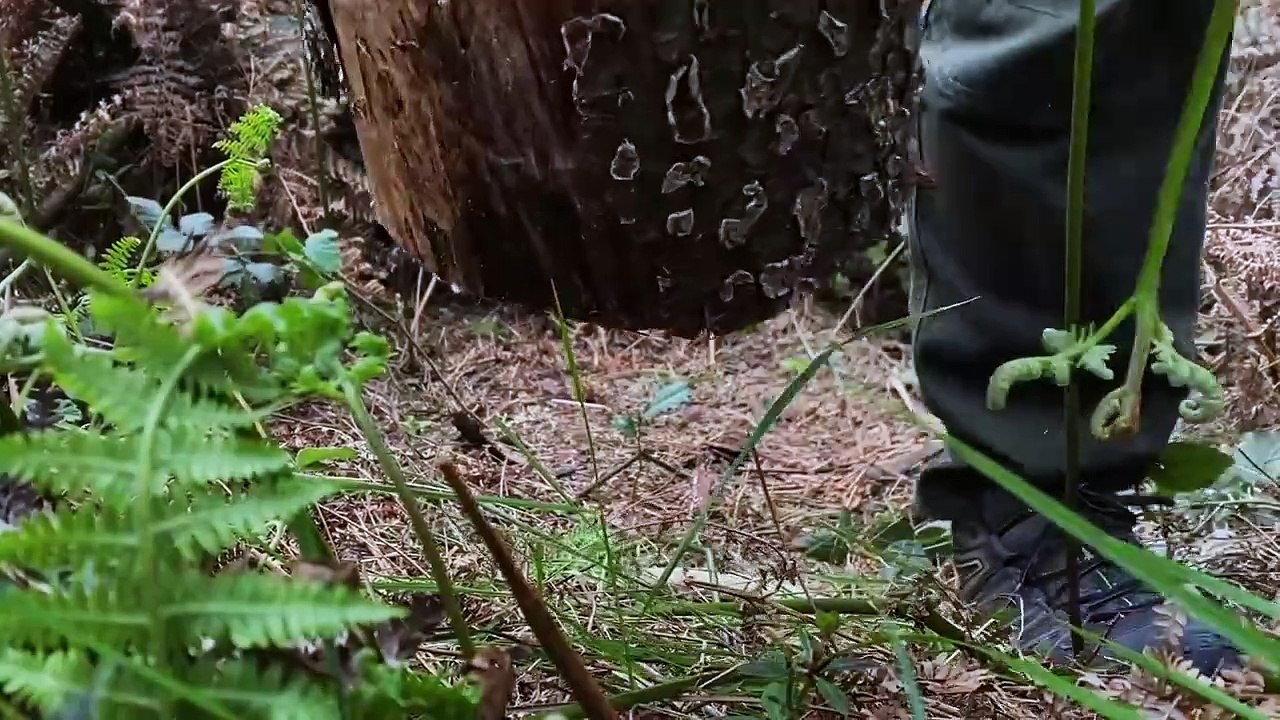 Create fire in nature with minimal materials, burning using rudimentary methods