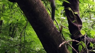 Camping, natural camouflage shelter, cooking meat on tree branches in the wild