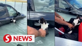 Police rescue cat clinging to car door in Dubai flooding
