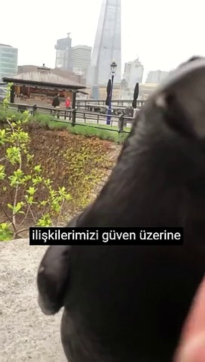 Güven temeline dayalı yazılım danışmanlığı