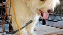 Gucci the Dog