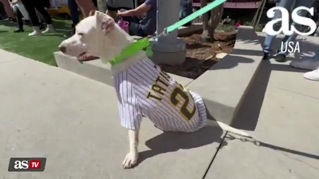 San Diego Padres welcome dozens of dogs at Petco Park
