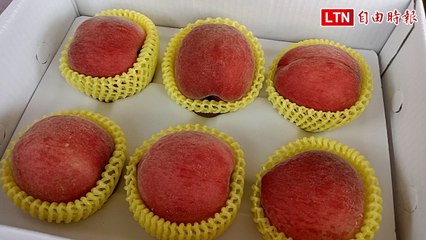 台中太平「紅鈴」水蜜桃榮獲評鑑冠軍🍑