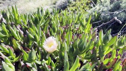 Vista Views - Pacific Coast Highway