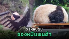 ส่องหมีแพนด้า กับโมเมนต์ที่ไม่เคยเห็น ตอนฝนตก เหล่าแพนด้าหลบฝนยังไง