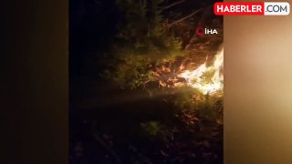 Yalova'da orman yangını