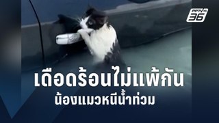 ตำรวจดูไบช่วยแมวเกาะประตูรถ หนีน้ำท่วมสูง | ข่าวต่างประเทศ | PPTV Online