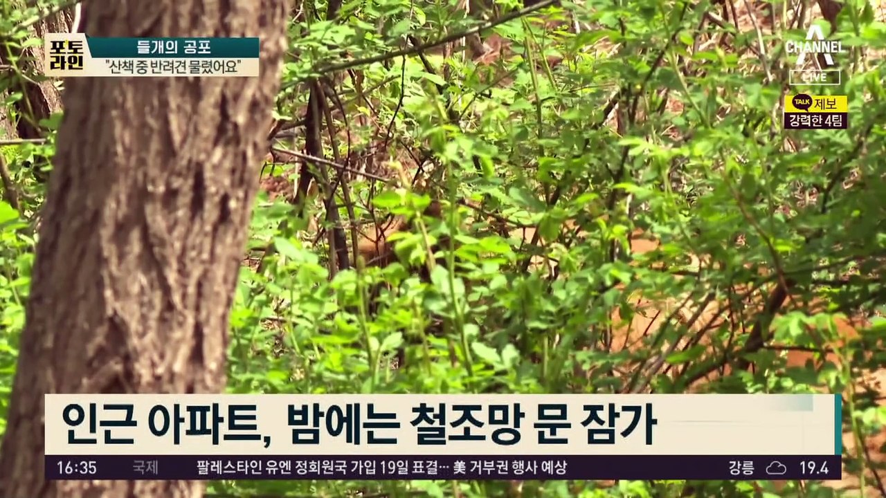 들개떼의 습격…잇단 출몰에 아파트 공포