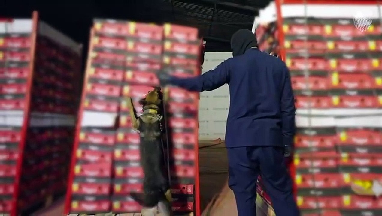 ميناء ضباء ..."الزكاة والضريبة والجمارك" تُحبط محاولة تهريب أكثر من مليون حبة كبتاجون مُخبأة في إرسالية "فلفل وجوافة"