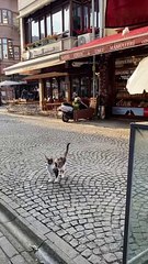 Cat and Seagull Compete for Fish Treats