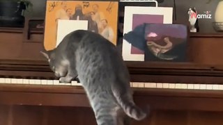 Cat is left alone by piano; what he does next leaves everyone mesmerised (video)