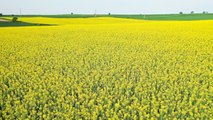 Tarlalar kanola çiçeğiyle süslendi