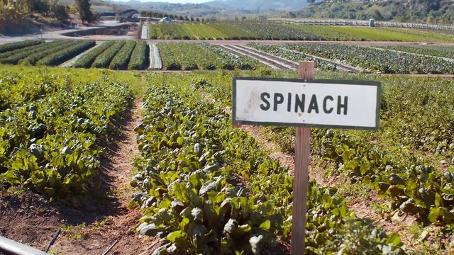 A Green Awakening The Johnsons' Journey to Sustainability