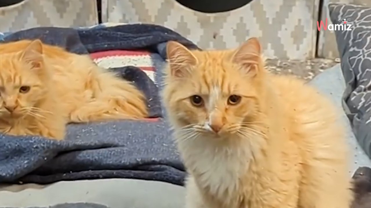 Bienvenue dans un hôtel pour chat où TOUS nos amis félins sont les bienvenus ! 