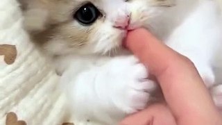 Meow is very cute