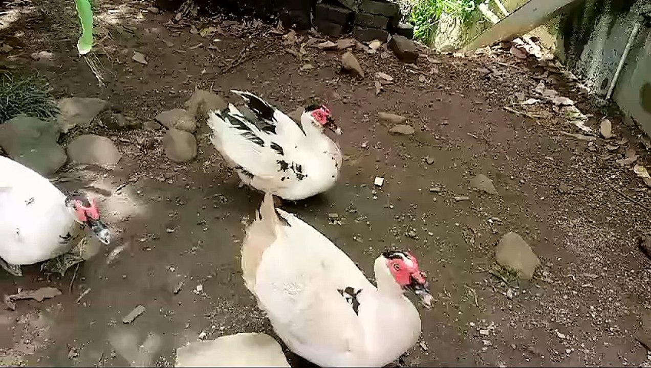 Bebek