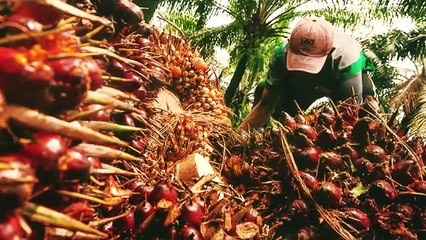 TUBUH MUNGILNYA DITEBAS SAAT IBUNYA YANG CANTIK DIPERKOAS OLEH PELAKU _ RANGGA AQSHAL MUSTAQIM